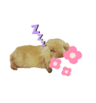 反抗的なアメファジ（個別スタンプ：3）