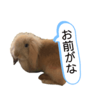 反抗的なアメファジ（個別スタンプ：4）