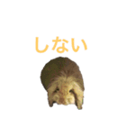 反抗的なアメファジ（個別スタンプ：7）