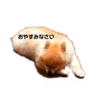愛しのポメラニアン（個別スタンプ：4）