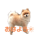 愛しのポメラニアン（個別スタンプ：7）