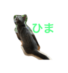 祖母宅のレオンくん（個別スタンプ：5）
