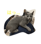 祖母宅のレオンくん（個別スタンプ：7）