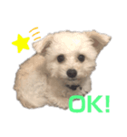 まるぷー★ろこ（個別スタンプ：5）
