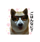わたしんちのハナ（個別スタンプ：3）