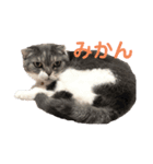 みかんゆずコテツのスタンプ2（個別スタンプ：6）