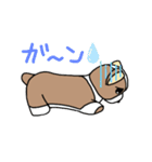 コーギーの子犬、プルコーギーちゃん（個別スタンプ：6）