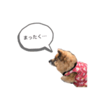 雑種犬モモがぼやくスタンプ（個別スタンプ：1）