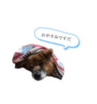 雑種犬モモがぼやくスタンプ（個別スタンプ：2）
