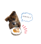 雑種犬モモがぼやくスタンプ（個別スタンプ：4）