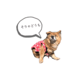 雑種犬モモがぼやくスタンプ（個別スタンプ：8）