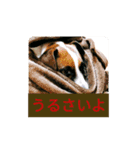 ansuke（個別スタンプ：4）