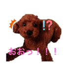 トイプーLove君のスタンプ2（個別スタンプ：1）