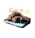 トイプーLove君のスタンプ2（個別スタンプ：2）
