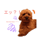 トイプーLove君のスタンプ2（個別スタンプ：3）