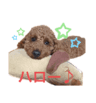 トイプーLove君のスタンプ2（個別スタンプ：5）