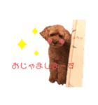 トイプーLove君のスタンプ2（個別スタンプ：6）