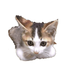 子猫のムーン（個別スタンプ：1）
