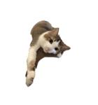 子猫のムーン（個別スタンプ：3）