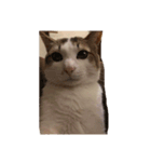 子猫のムーン（個別スタンプ：5）