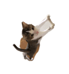 子猫のムーン（個別スタンプ：7）