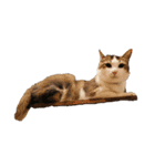 子猫のムーン（個別スタンプ：8）
