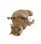 おダンゴにゃ（個別スタンプ：5）