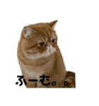 おダンゴにゃ（個別スタンプ：8）