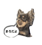 真路くん（個別スタンプ：7）