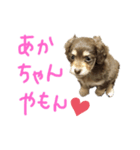 むぎちゃん❤️らぶ（個別スタンプ：1）