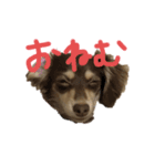 むぎちゃん❤️らぶ（個別スタンプ：4）