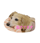 ダックスのミントちゃん2（個別スタンプ：1）
