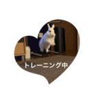 ペットの名前はキキとジジ（個別スタンプ：5）
