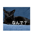 ペットの名前はキキとジジ（個別スタンプ：6）
