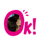 ペットの名前はキキとジジ（個別スタンプ：8）