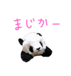 ぱんくぅーとなかまたち（個別スタンプ：15）