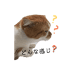 ニャンびより。（個別スタンプ：4）
