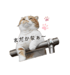 ニャンびより。（個別スタンプ：6）
