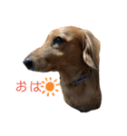 愛犬大和のスタンプ（個別スタンプ：1）