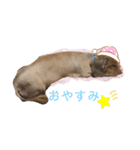 愛犬大和のスタンプ（個別スタンプ：2）