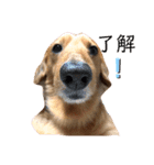 愛犬大和のスタンプ（個別スタンプ：4）