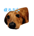 愛犬大和のスタンプ（個別スタンプ：5）