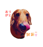 愛犬大和のスタンプ（個別スタンプ：6）