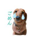 愛犬大和のスタンプ（個別スタンプ：7）