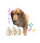 愛犬大和のスタンプ（個別スタンプ：8）