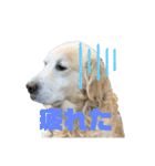 愛犬 くーのスタンプ（個別スタンプ：1）