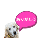 愛犬 くーのスタンプ（個別スタンプ：2）