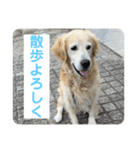 愛犬 くーのスタンプ（個別スタンプ：5）