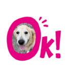 愛犬 くーのスタンプ（個別スタンプ：6）