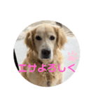 愛犬 くーのスタンプ（個別スタンプ：7）